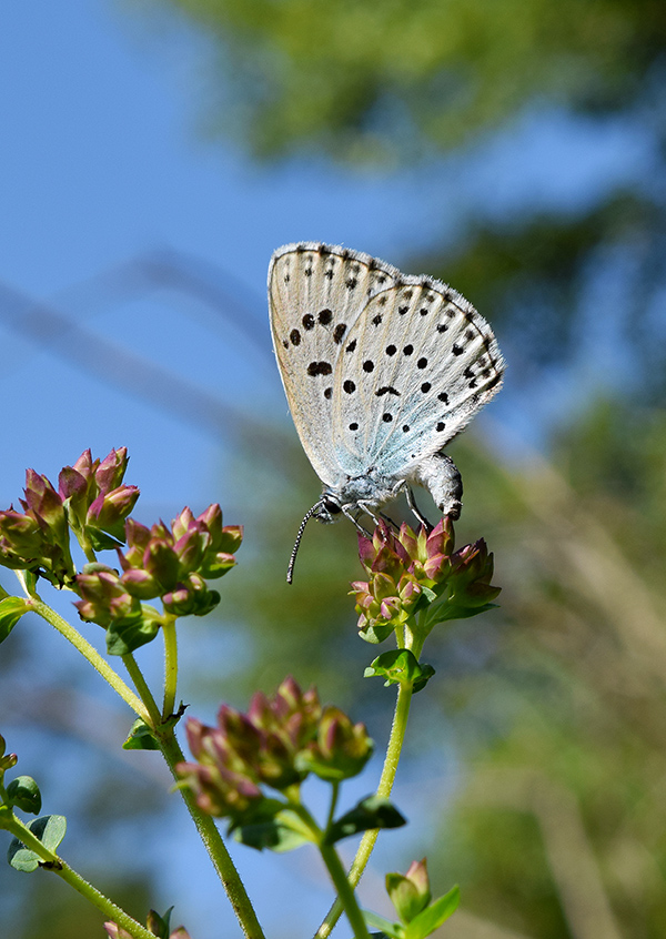 Maculinea arion - Lycaenidae